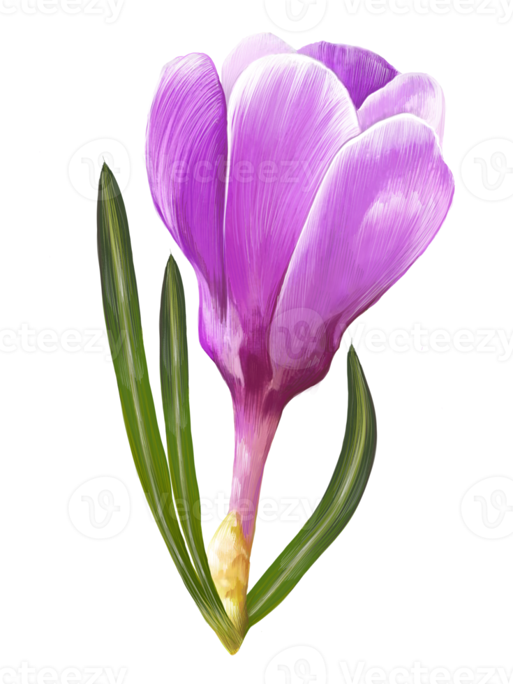 blooming saffron, crocus illustration png
