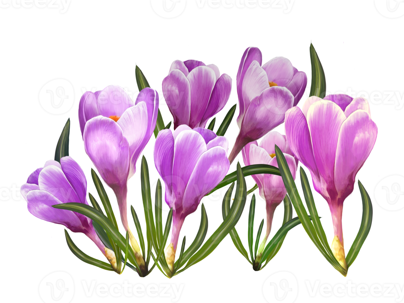 bouquet of crocuses, saffron,spring flowers drawing png