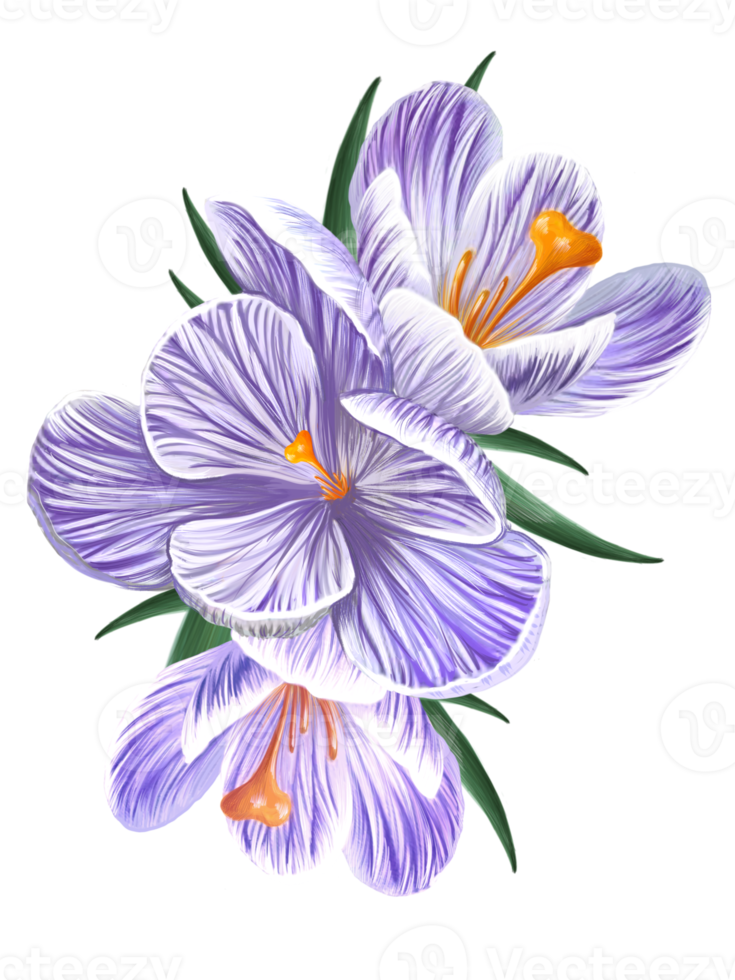 crocus flower arrangement png