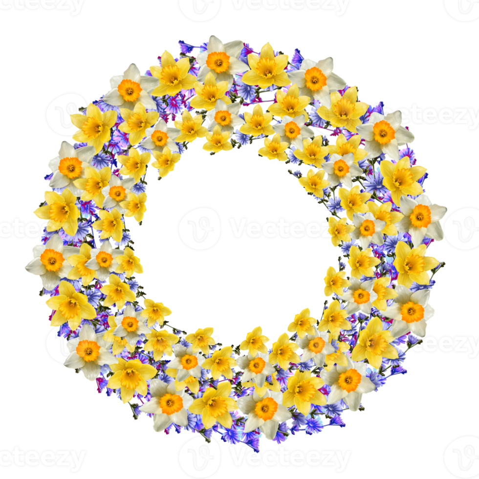 wreath of yellow narcissus flowers png
