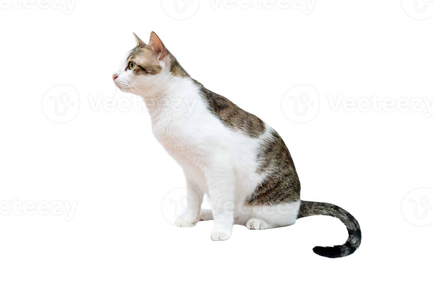 black and white cat Isolate on transparent background PNG file