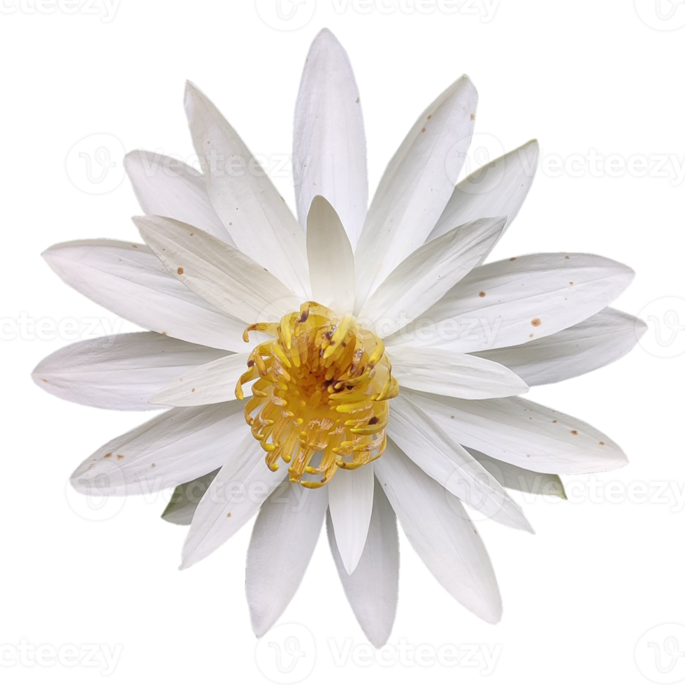 schöne weiße Blumen png