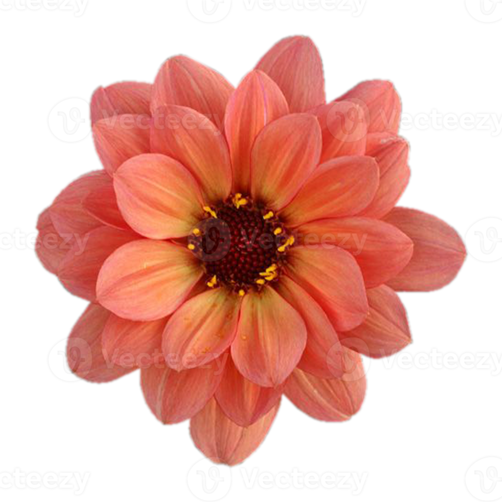 orange-gelbe Dahlienblüte png