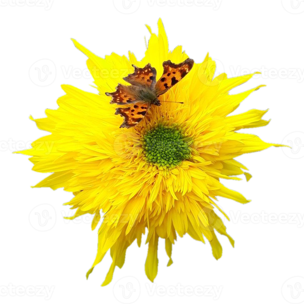 girasol con mariposa png