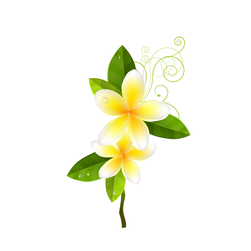 Free flor estrela branca e amarela com folha verde 15098854 PNG with  Transparent Background