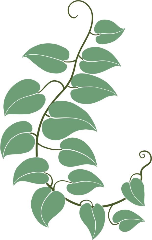 Simplicity ivy freehand drawing png