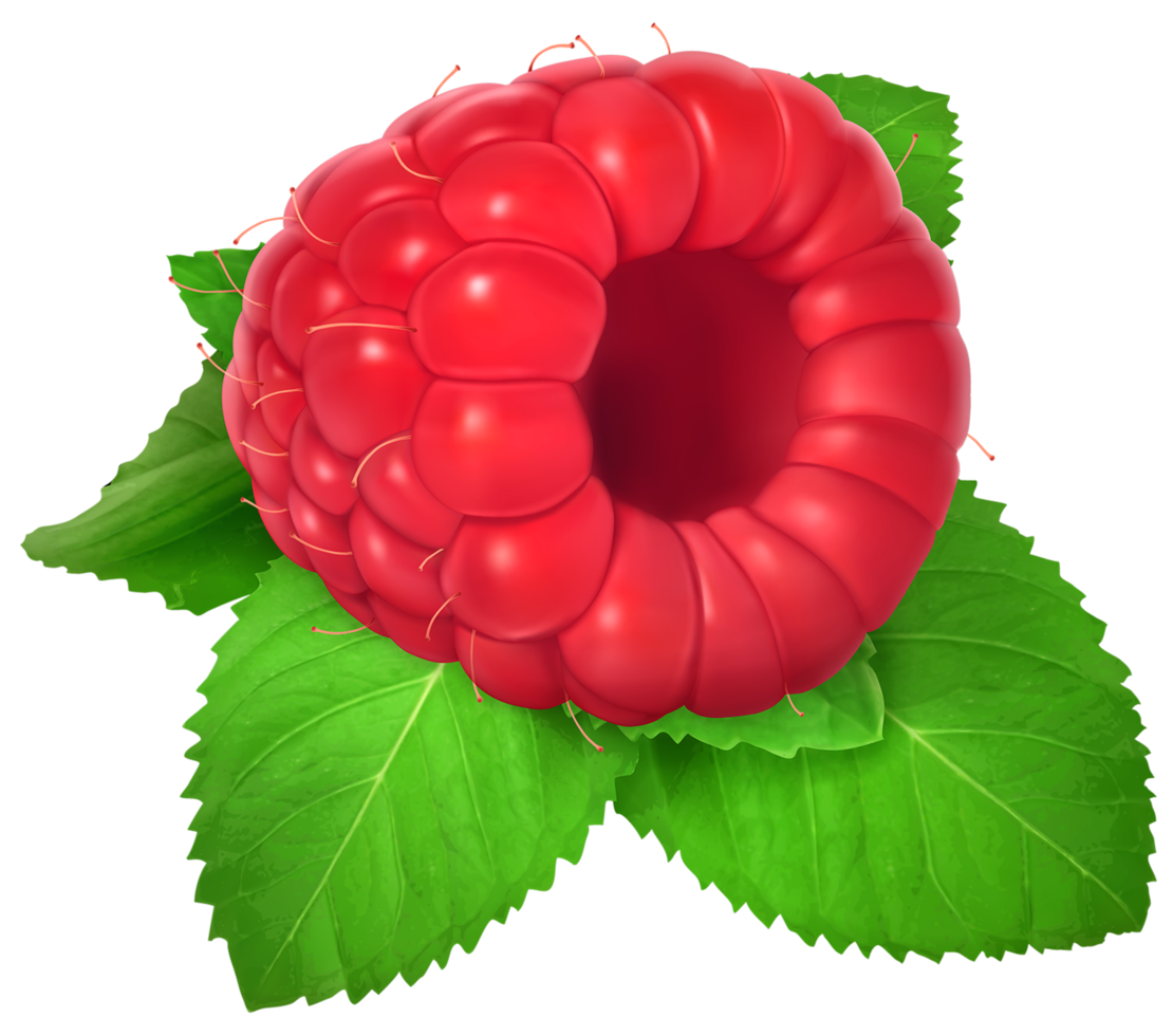 Raspberry Transparent Background png