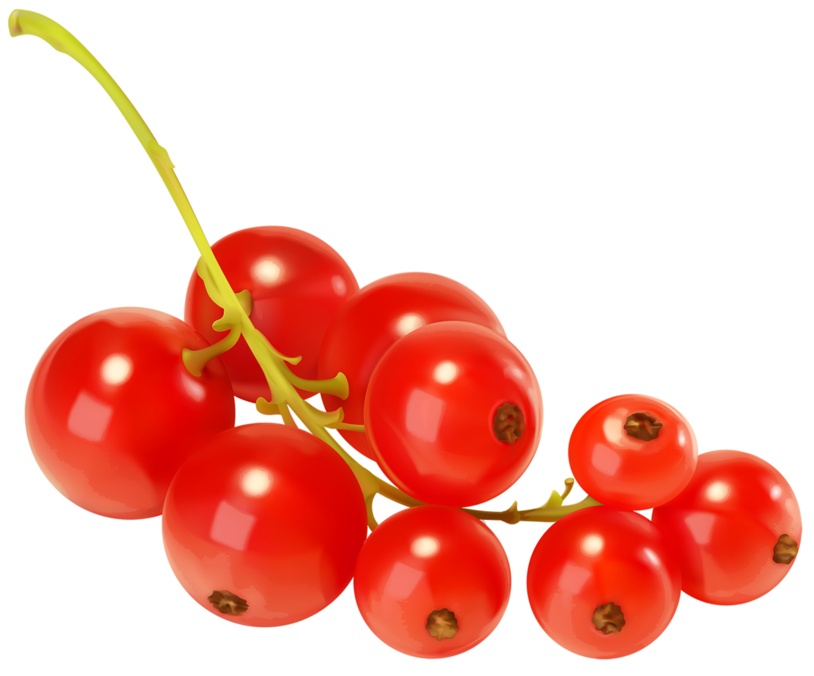 groseilles rouges fond transparent png