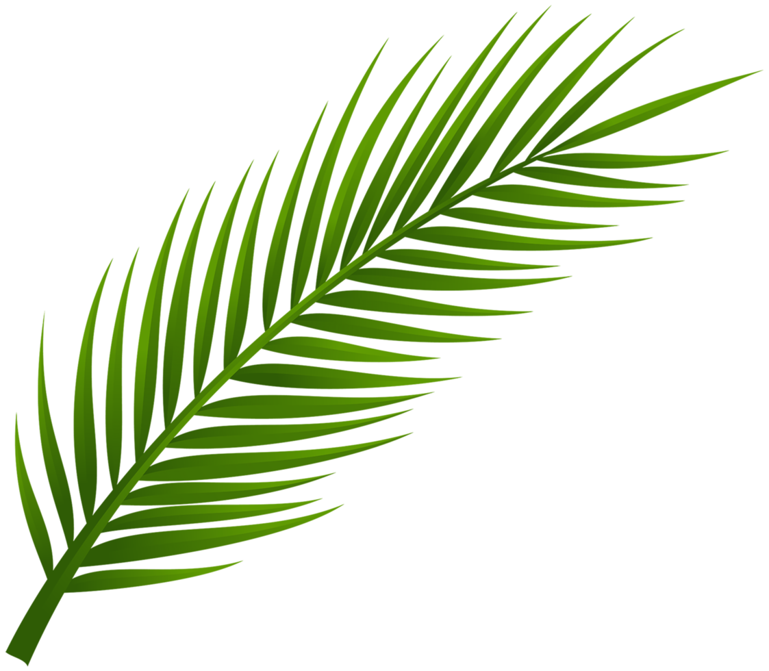 palmboom blad png