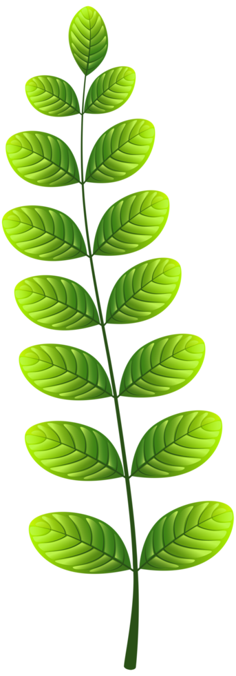 Leaf Transparent Background 15100100 PNG
