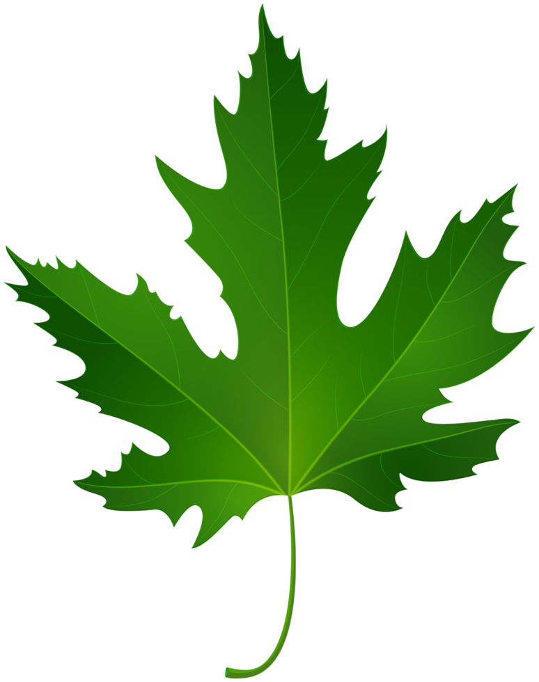 Maple Leaf Outline PNG Transparent Images Free Download, Vector Files
