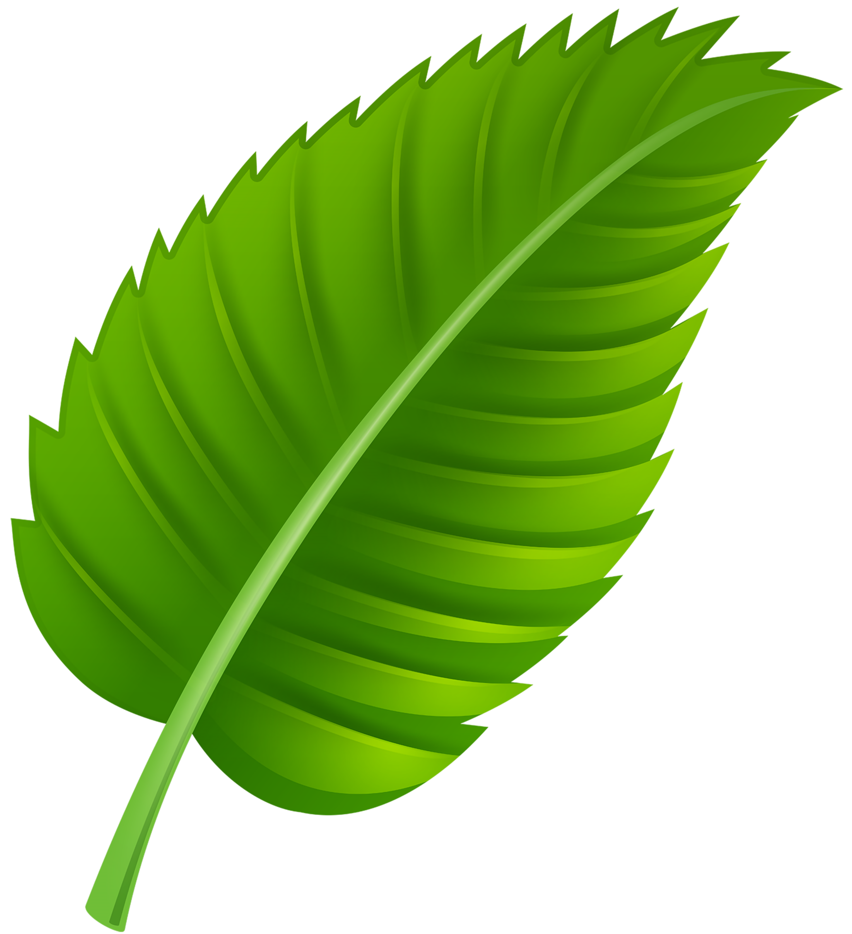 Leaf