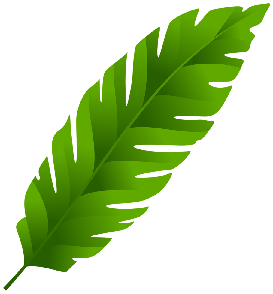 feuille verte fond transparent png