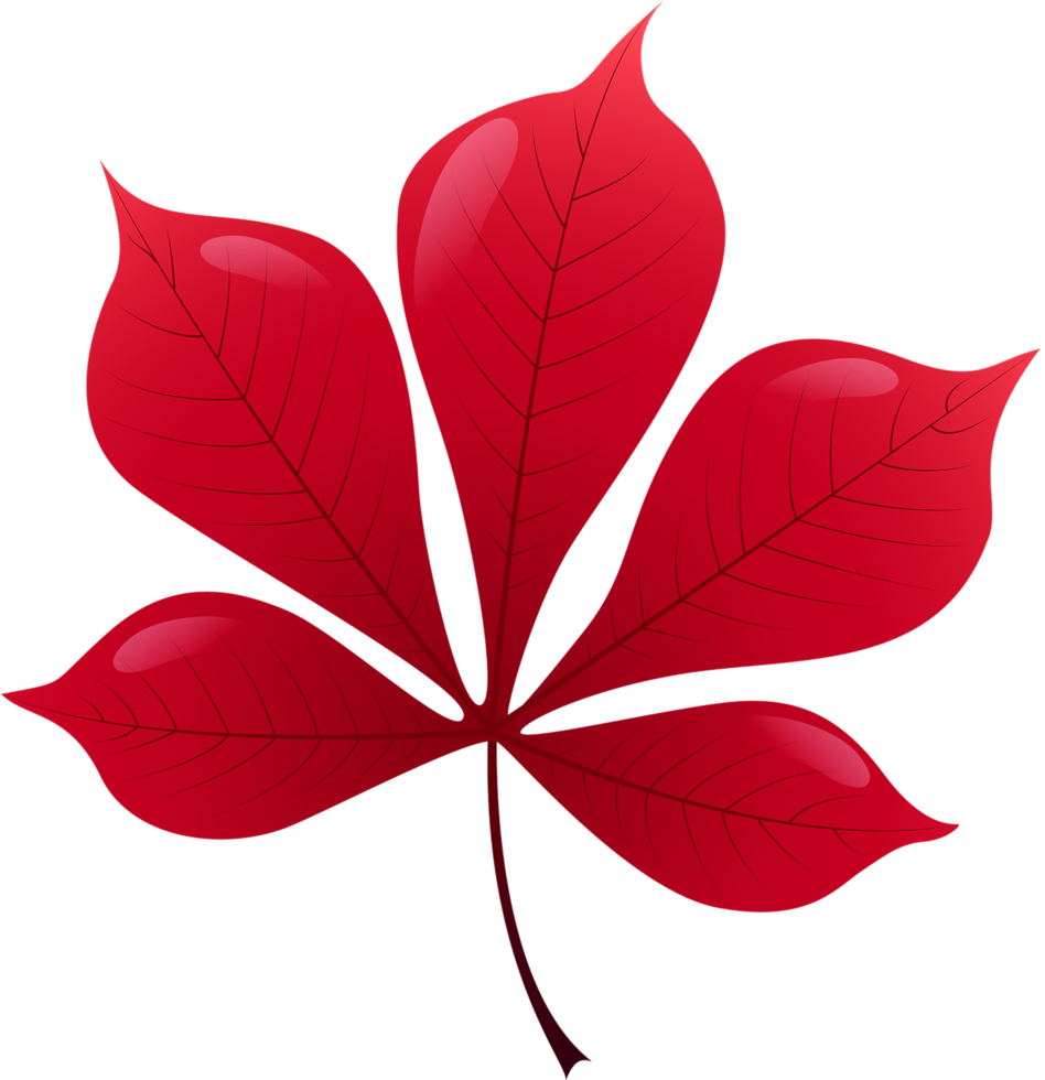 rotes Blatt transparenter Hintergrund png