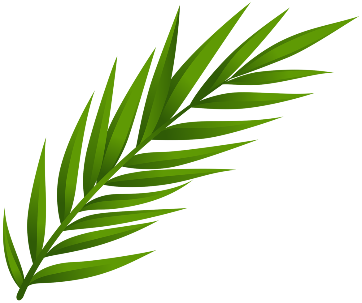 feuille fond transparent png