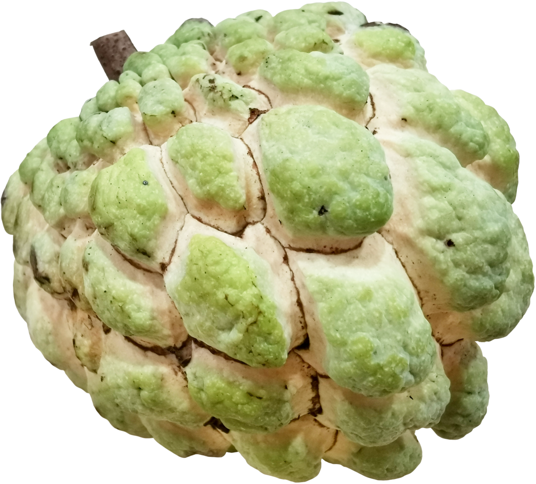 custard apple fruit cutout true png