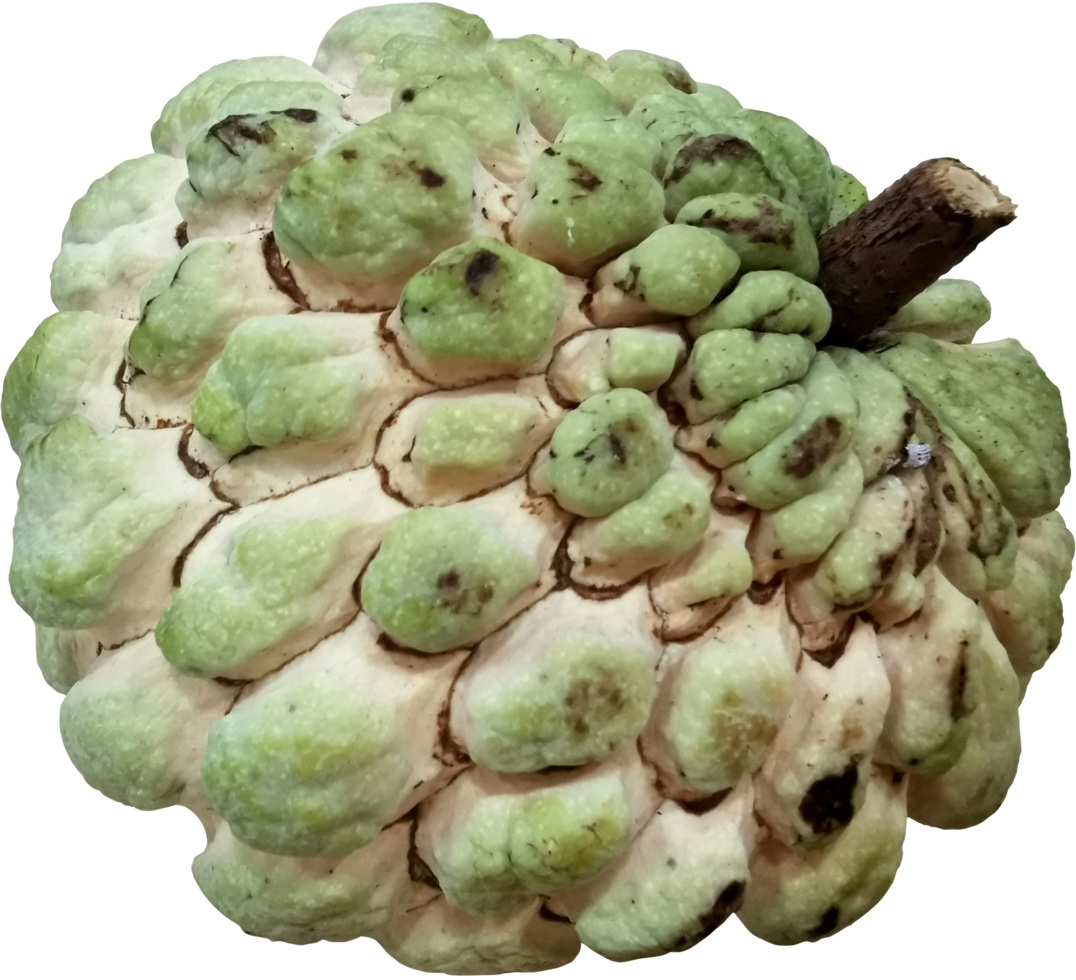 custard apple fruit cutout true png