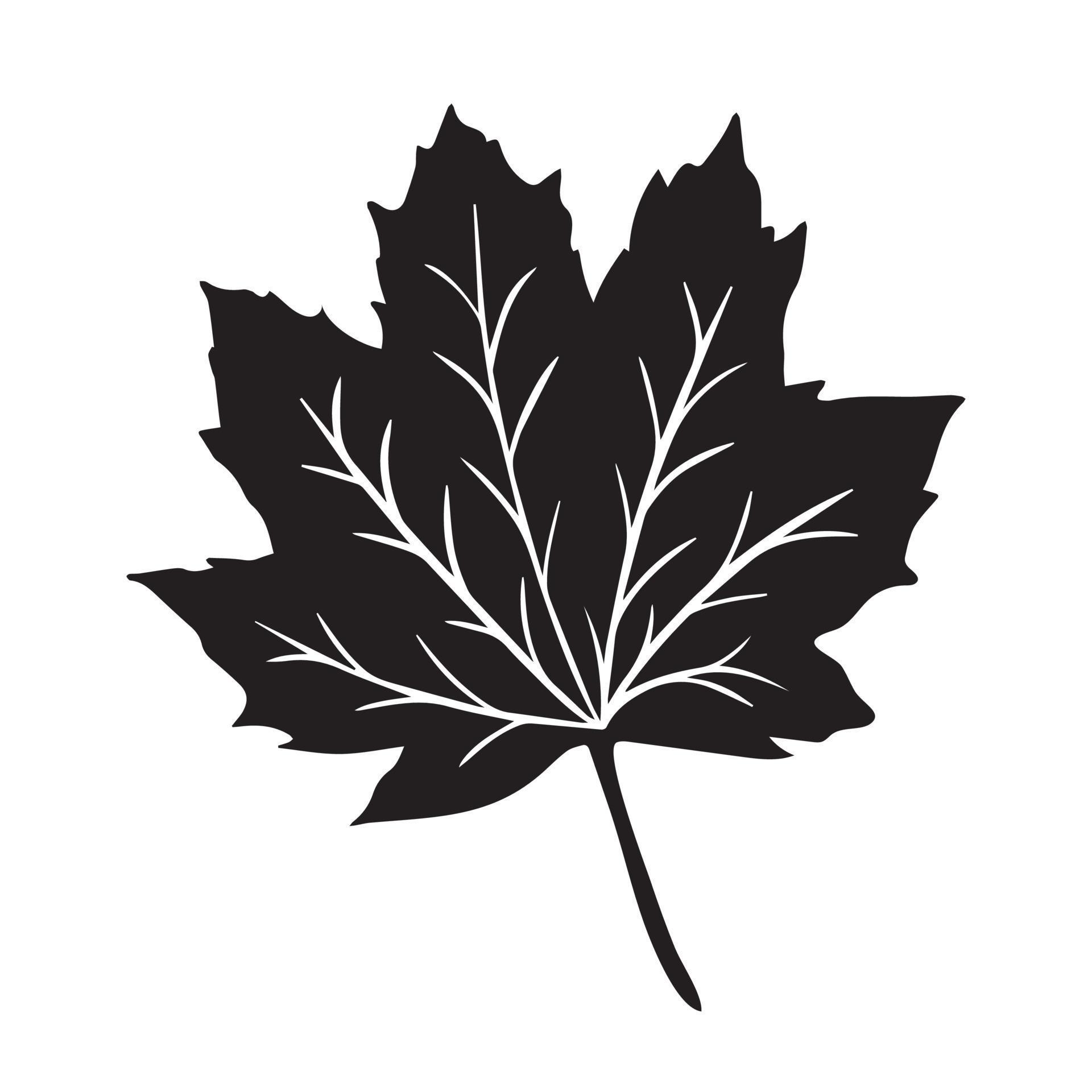 Maple leaf black vector icon silhouette isolated on white background ...