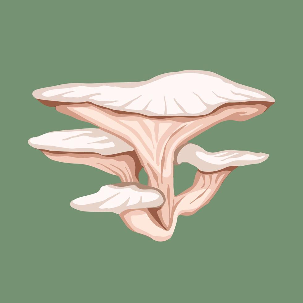 White oyster mushroom vector illustration isolated on green background. Wild plant drawing with cartoon flat art style.