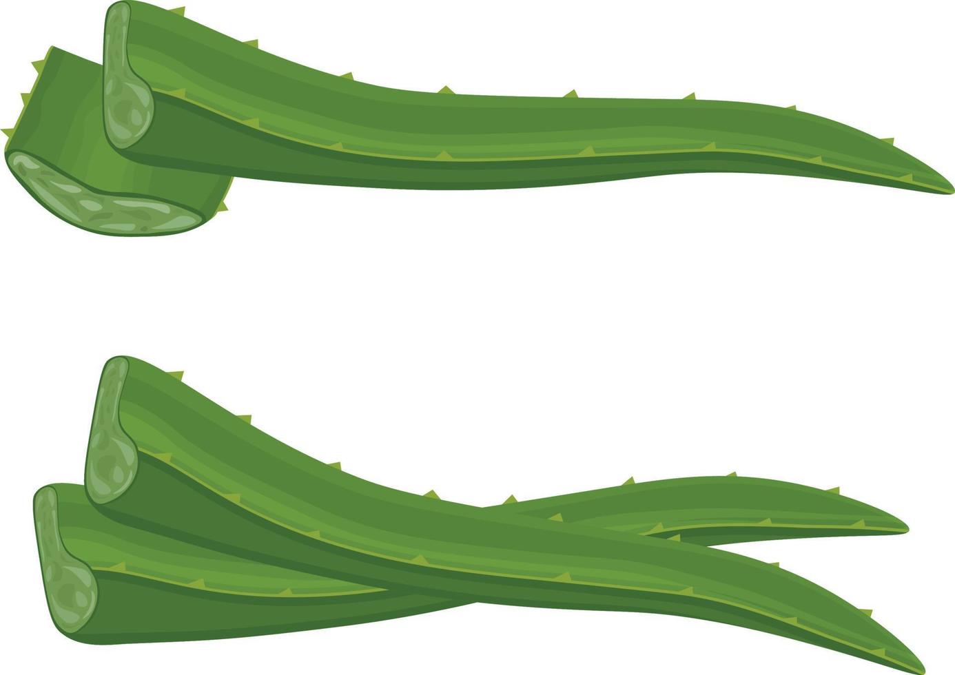 hojas de áloe imagen de la planta medicinal verde aloe vera. hojas de aloe en la sección. ilustración vectorial aislada en un fondo blanco. para el diseño de etiquetas para envases de productos para el cuidado de la piel vector