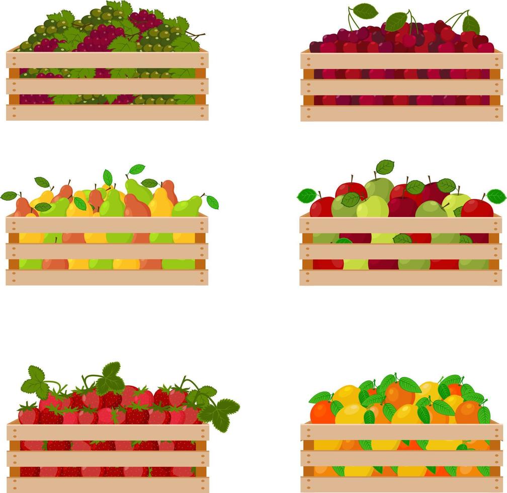 un conjunto de otoño brillante que consta de cajas de madera con frutas maduras y jugosas, como uvas, cerezas, peras y manzanas, fresas, naranjas. ilustración vectorial aislado sobre fondo blanco. vector