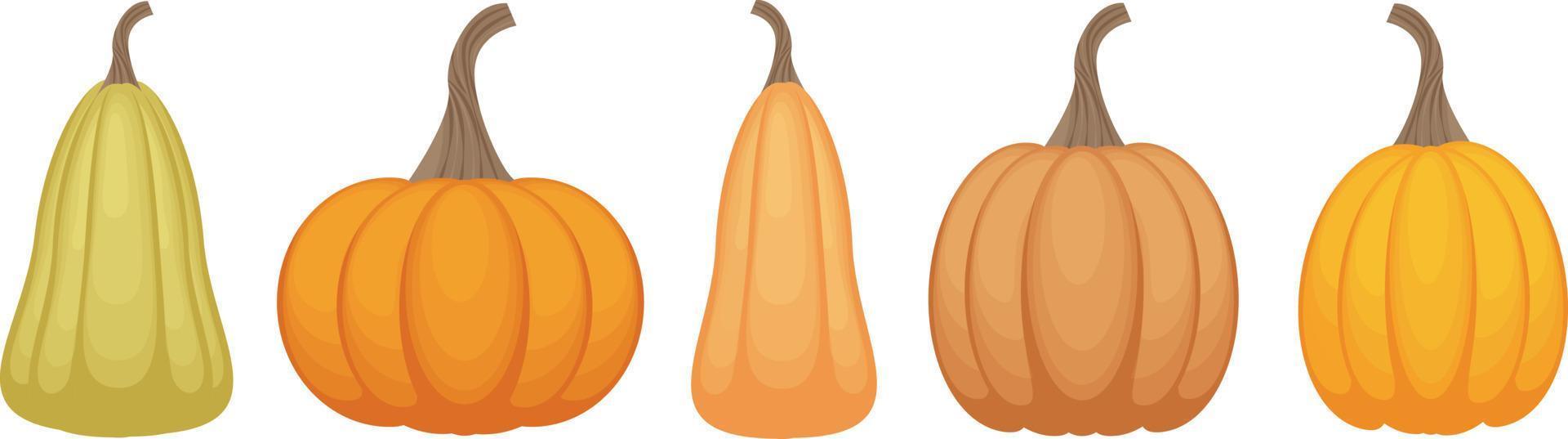 A bright autumn set with the image of pumpkins of various shapes and shades. Vegetable set. Ripe orange pumpkins, vector illustration isolated on a white background