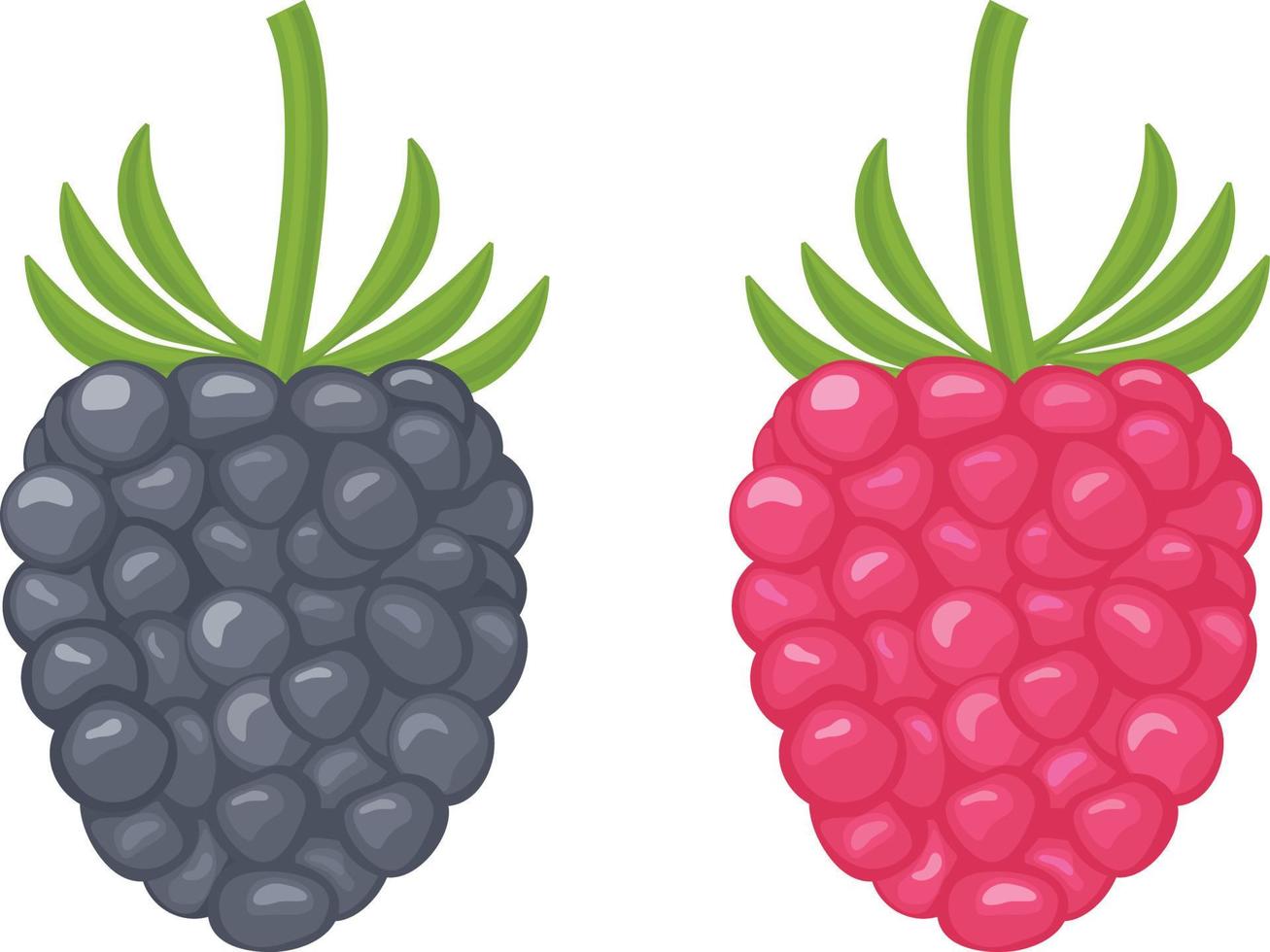 moras jugosas brillantes de color rojo y negro. frambuesas jugosas de diferentes colores. ilustración vectorial aislada en un fondo blanco vector