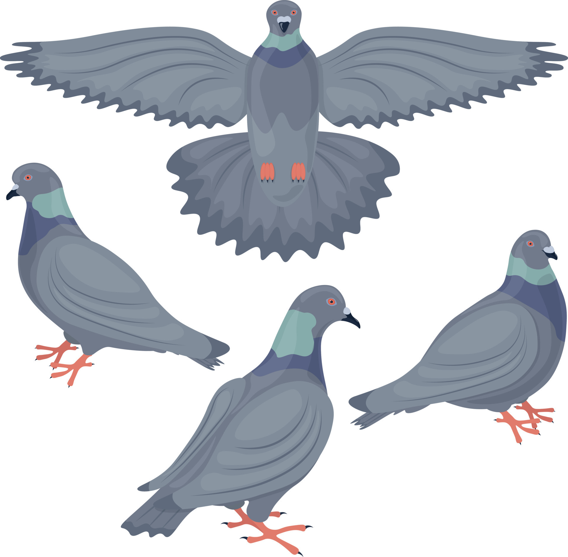 A set with the image of pigeons. Pigeons depicted from different angles