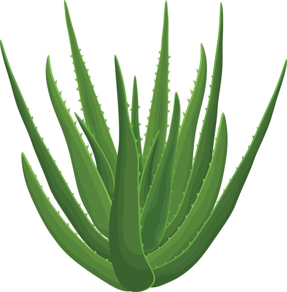 Aloe. Image of a green aloe vera plant. Medicinal plant as a skin care product. Vector illustration of a cartoon flat icon isolated on a white background