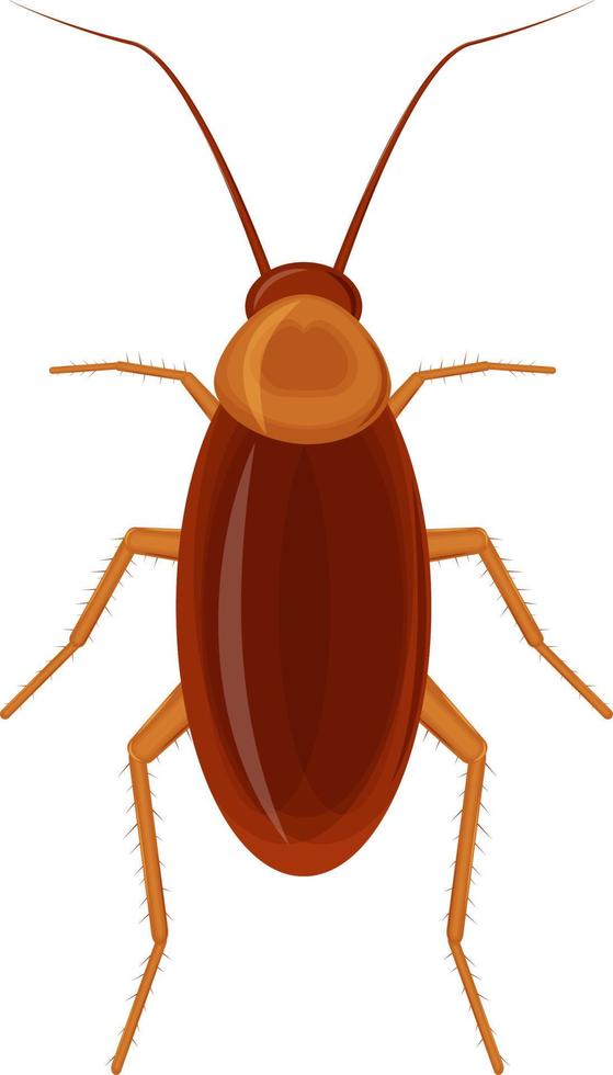 Brown house cockroach. Red insect pest. Vector illustration isolated on white background.