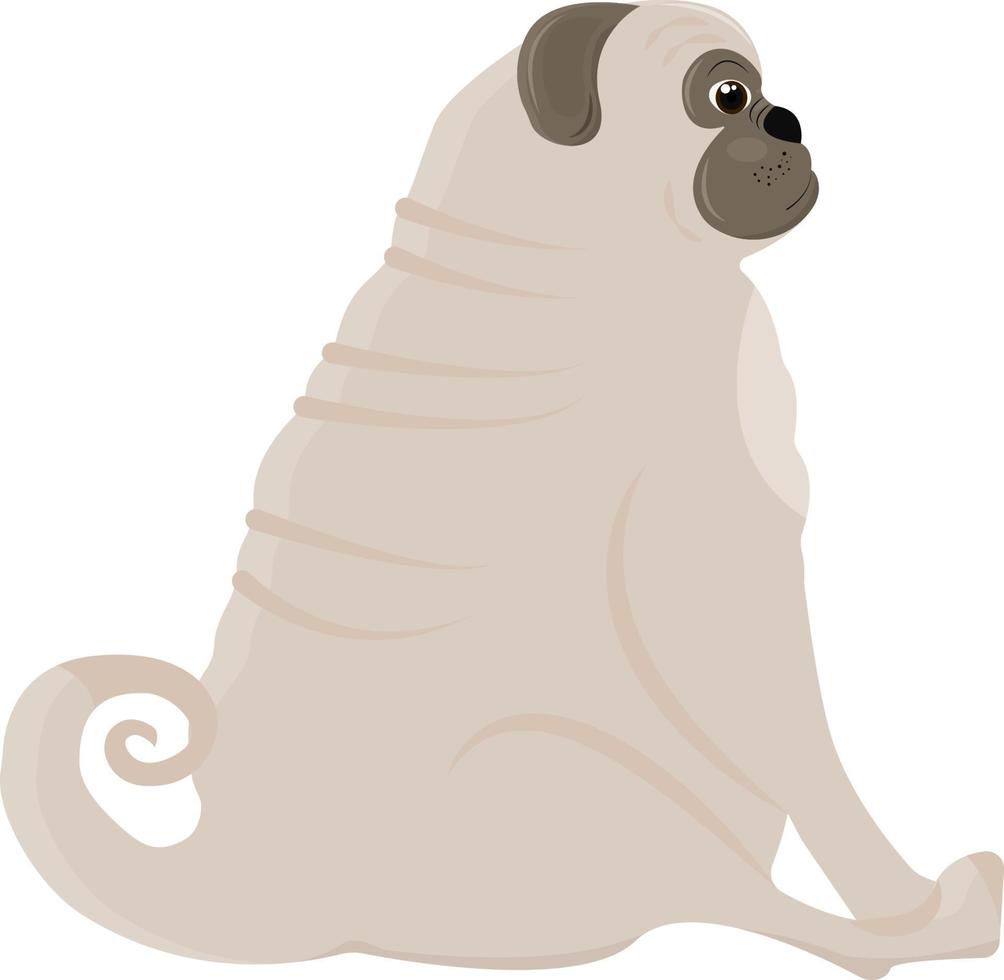 lindo cuerpo positivo pug se sienta y mira a lo lejos. ilustración vectorial aislado sobre fondo blanco. vector