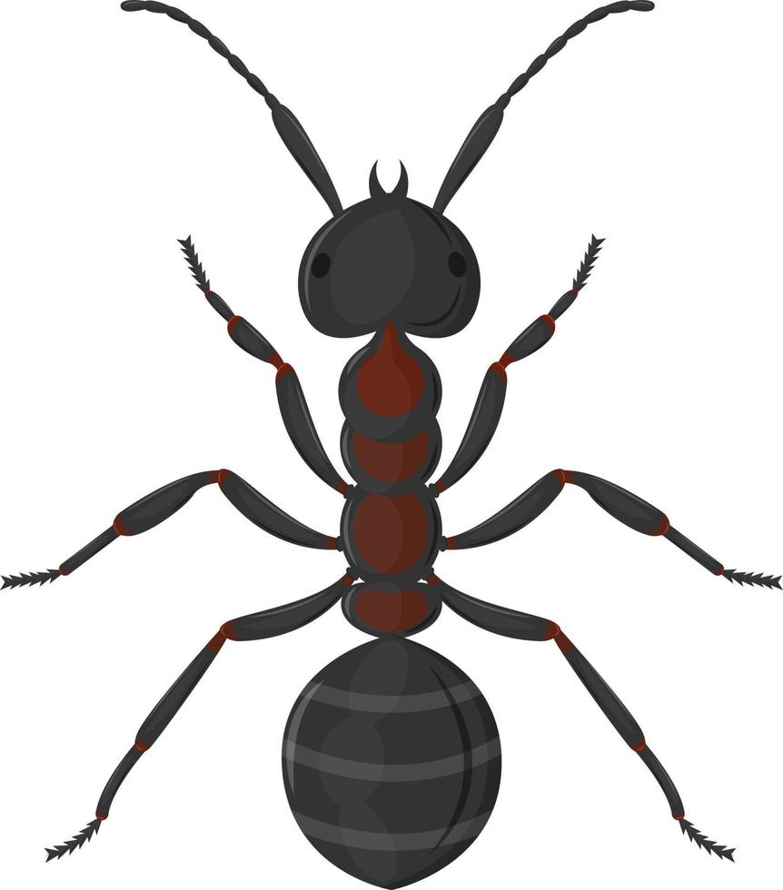 Large worker ant top view. Vector illustration isolated on white background.