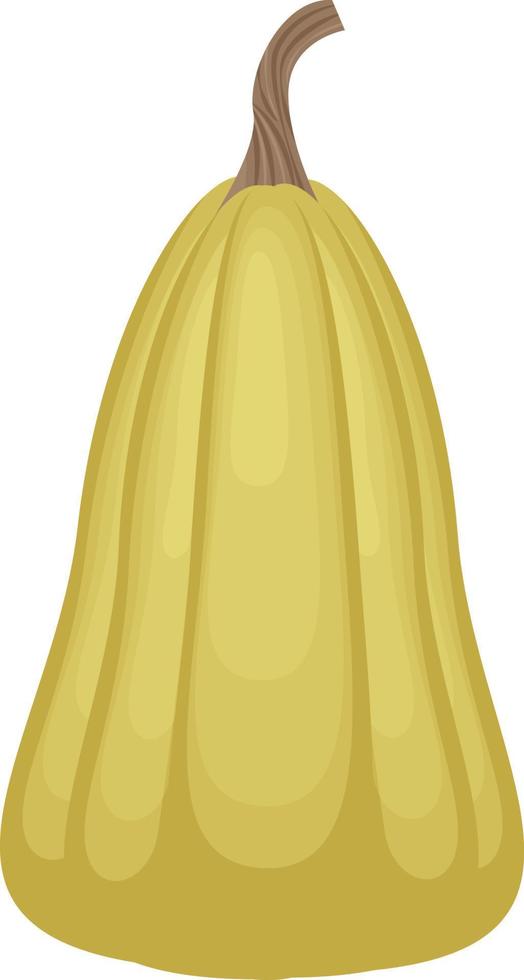 A bright autumn illustration with an image of a ripe pumpkin of an elongated shape of olive color. A ripe vegetable.A Halloween symbol. Vector illustration isolated on a white background