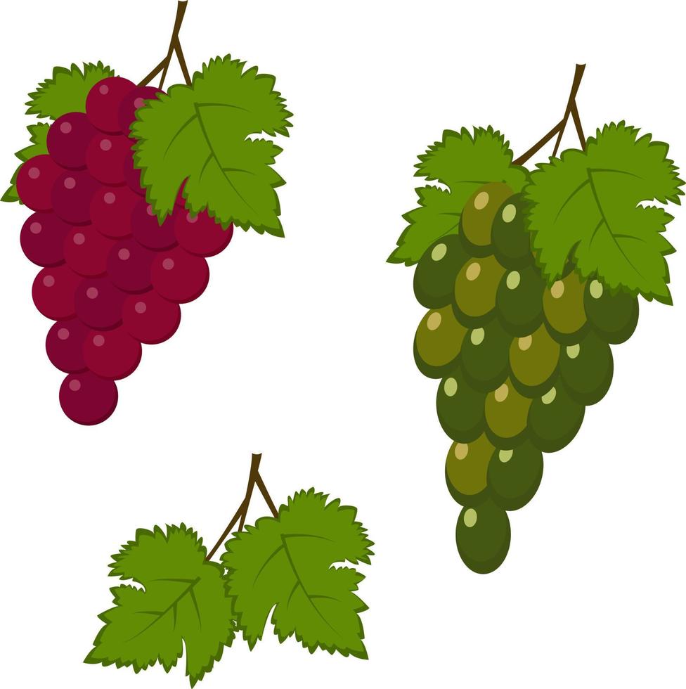 uvas rojas y verdes. ilustración vectorial aislado sobre fondo blanco vector