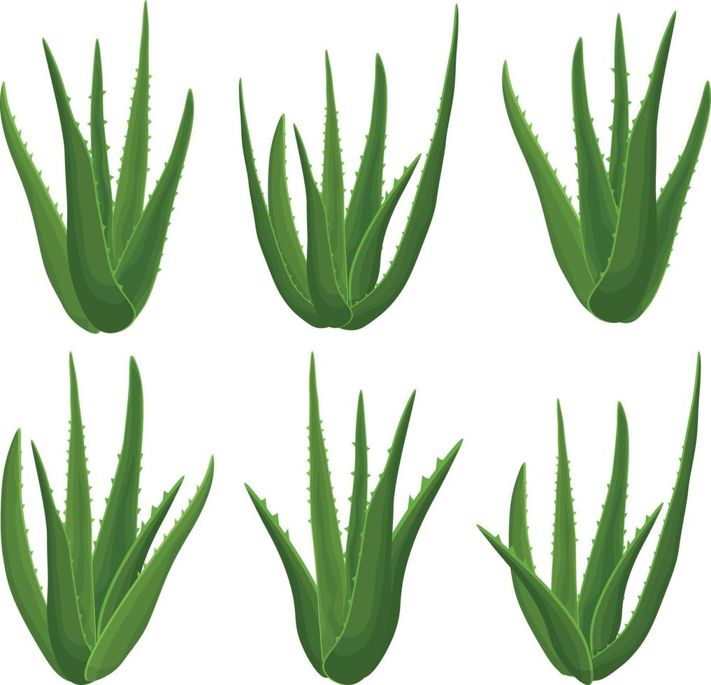 áloe. ambientado con la imagen de plantas verdes de aloe vera de varias formas, vista lateral. planta medicinal como producto para el cuidado de la piel. ilustración vectorial de un icono plano de dibujos animados aislado en un fondo blanco vector