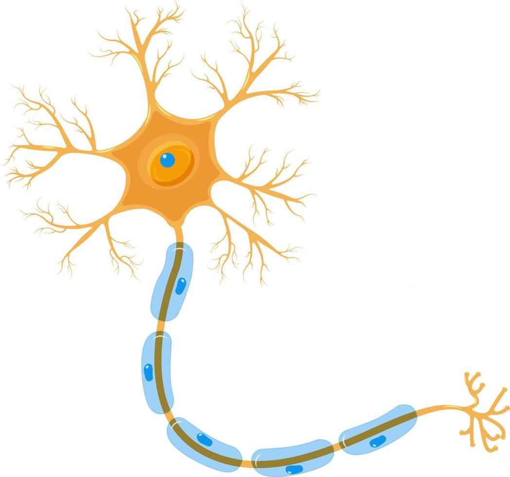 a neuron is a cell of the nervous system. Detailed brain cell, orange and blue colors. Vector illustration isolated on a white background.