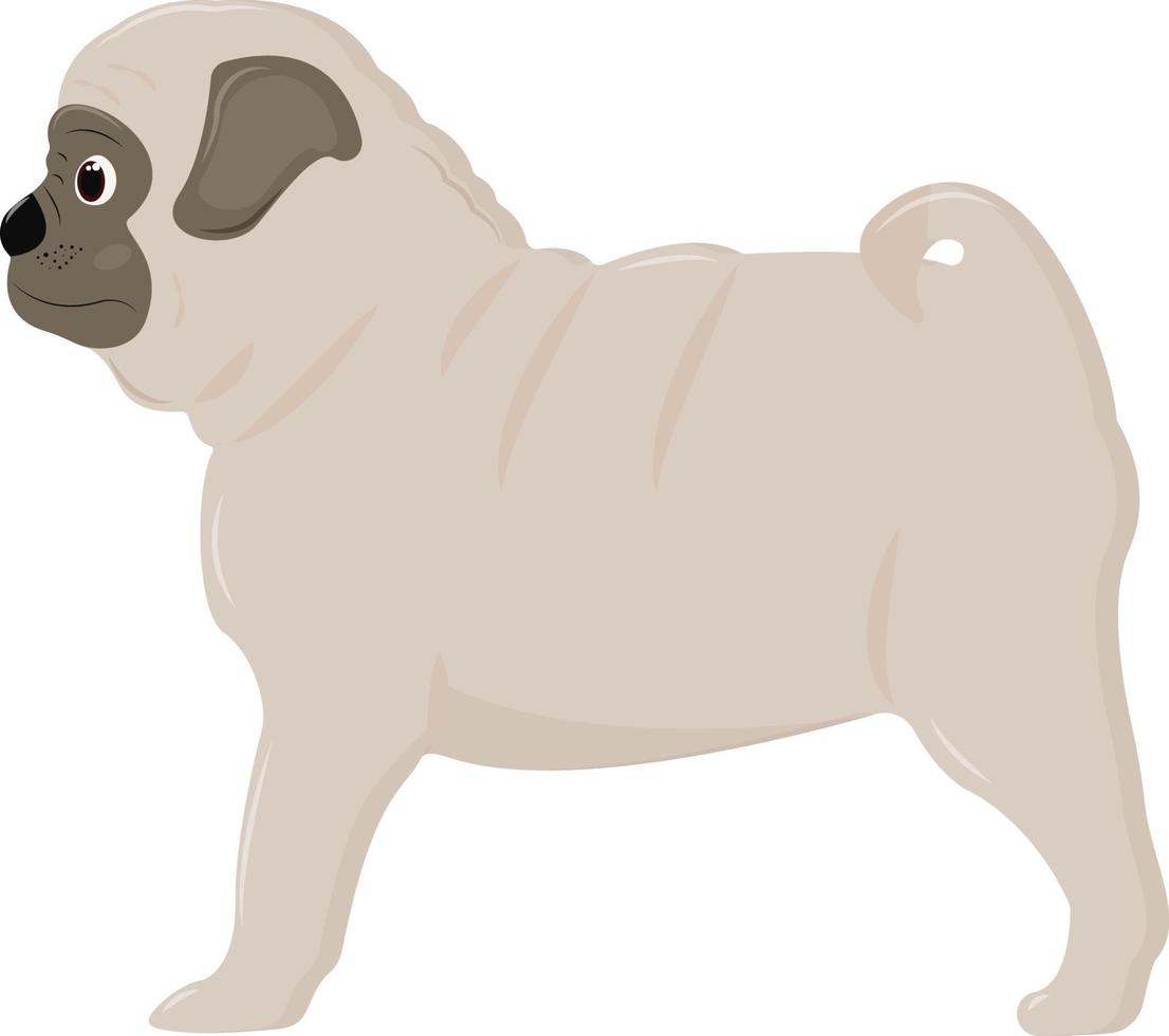 Cute pug puppy stands and looks into the distance. Vector illustration isolated on white background.
