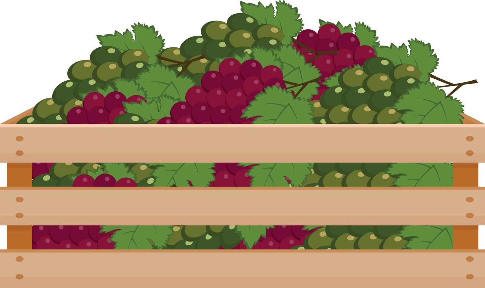 A bright summer illustration depicting a wooden box with ripe grapes of green and red color. The harvested harvest of juicy grapes in a box made of wood. Vector illustration on a white background