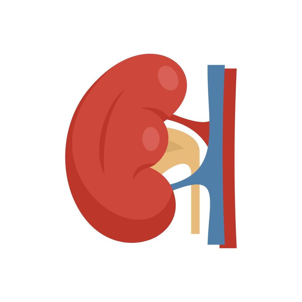 Body kidney icon flat isolated vector