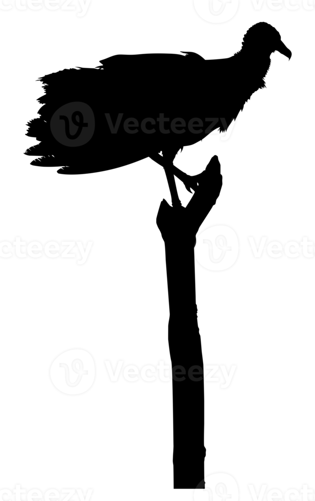 Silhouette of the Black Vulture Bird, Based on my Photography as Image Reference, Location in Nickerie, Suriname, South America. Format PNG