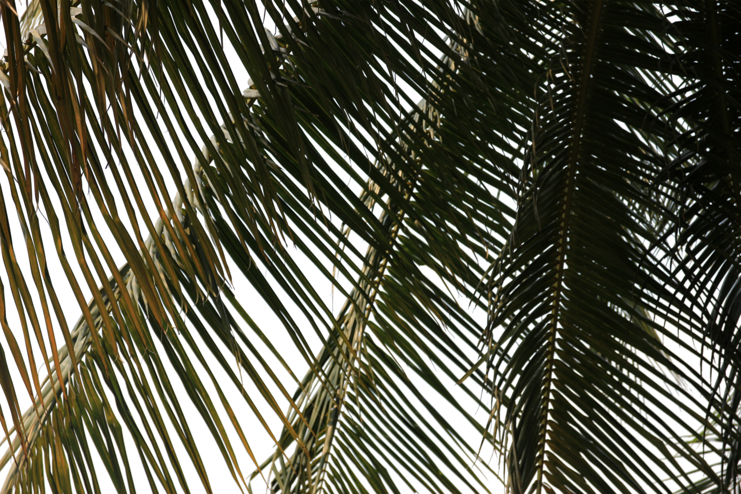 branch coconut palm tree leaves on transparent background png file