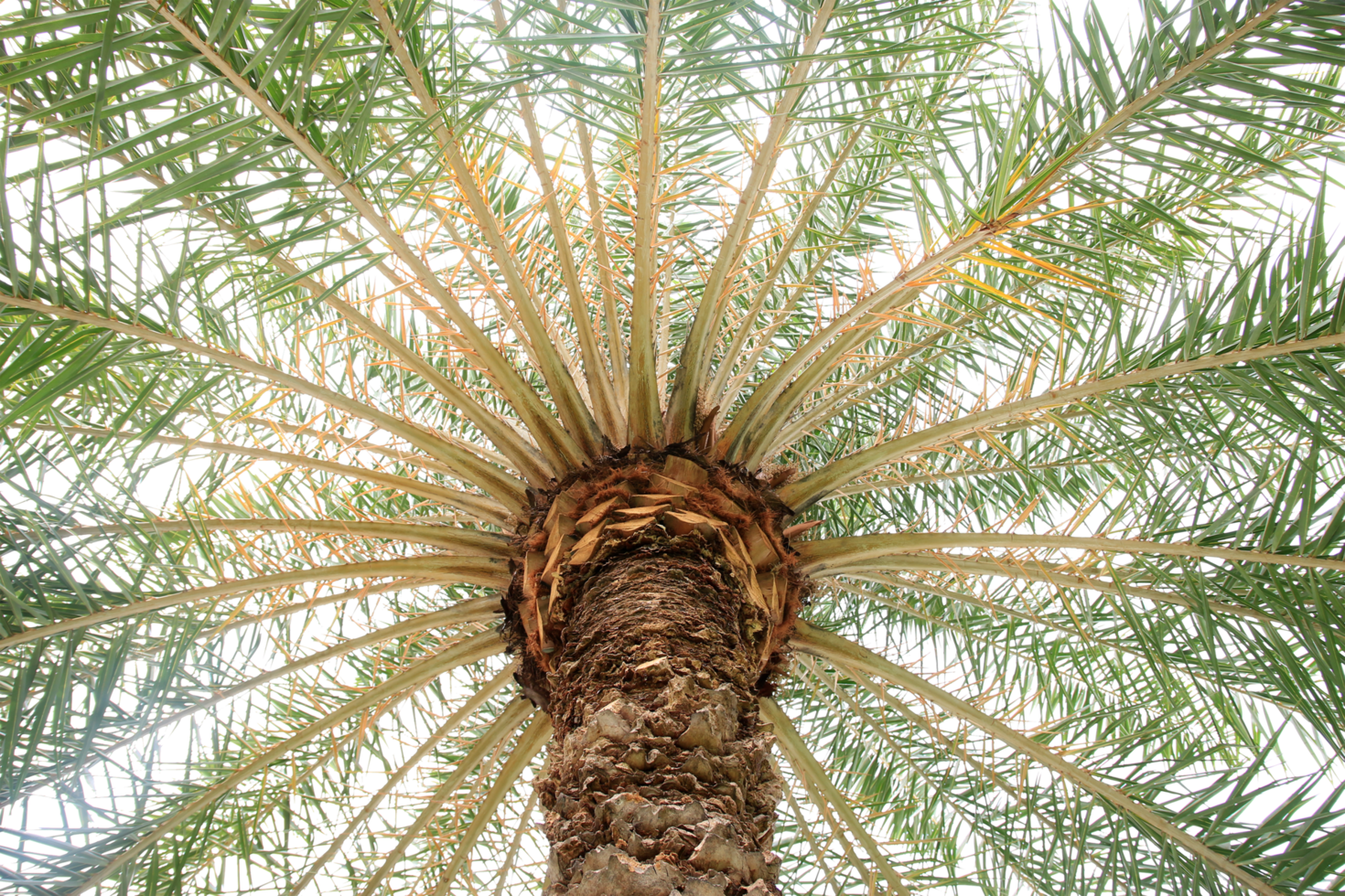 branch coconut palm tree leaves on transparent background png file