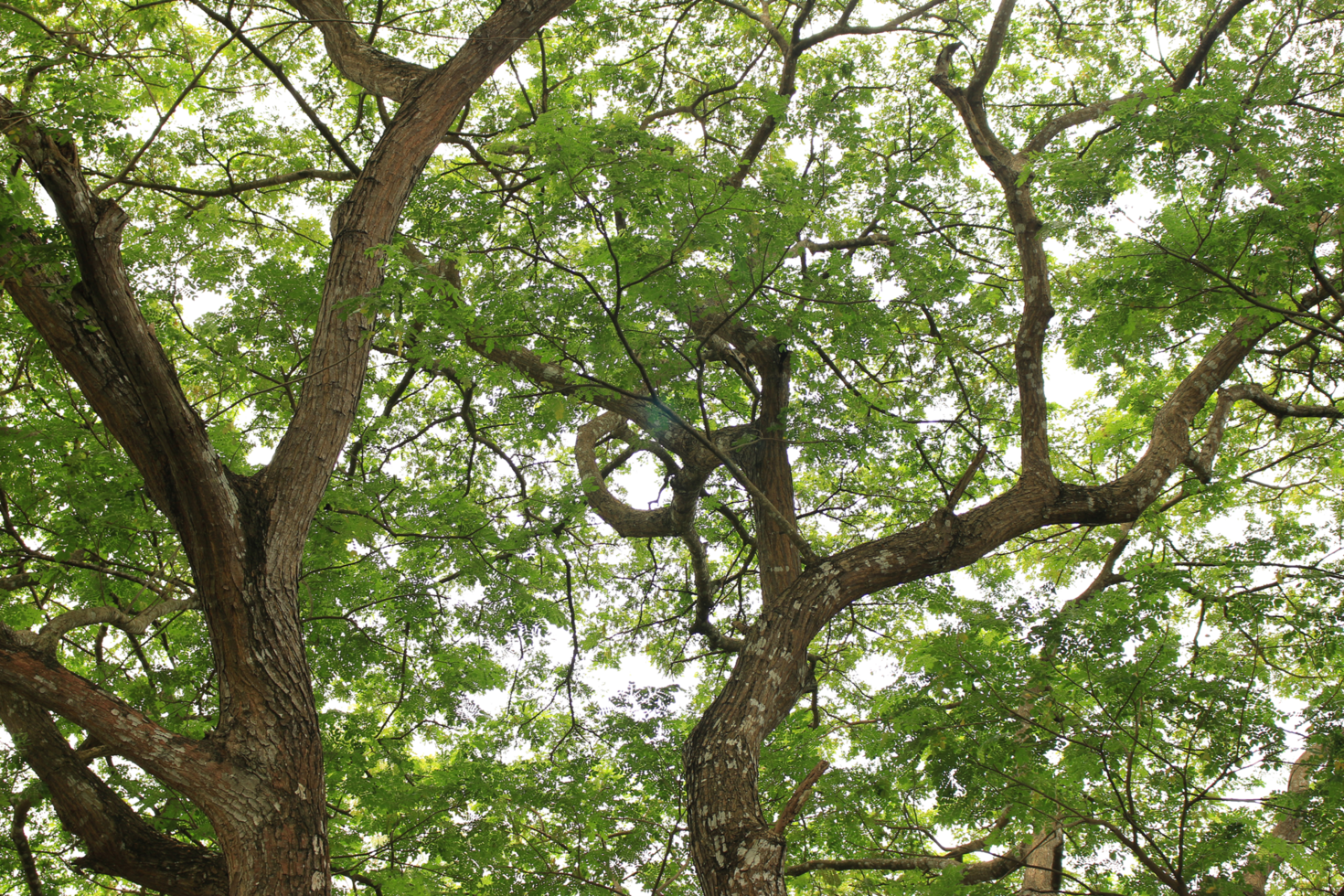 tree branch of green leaves big tree on transparent background png file
