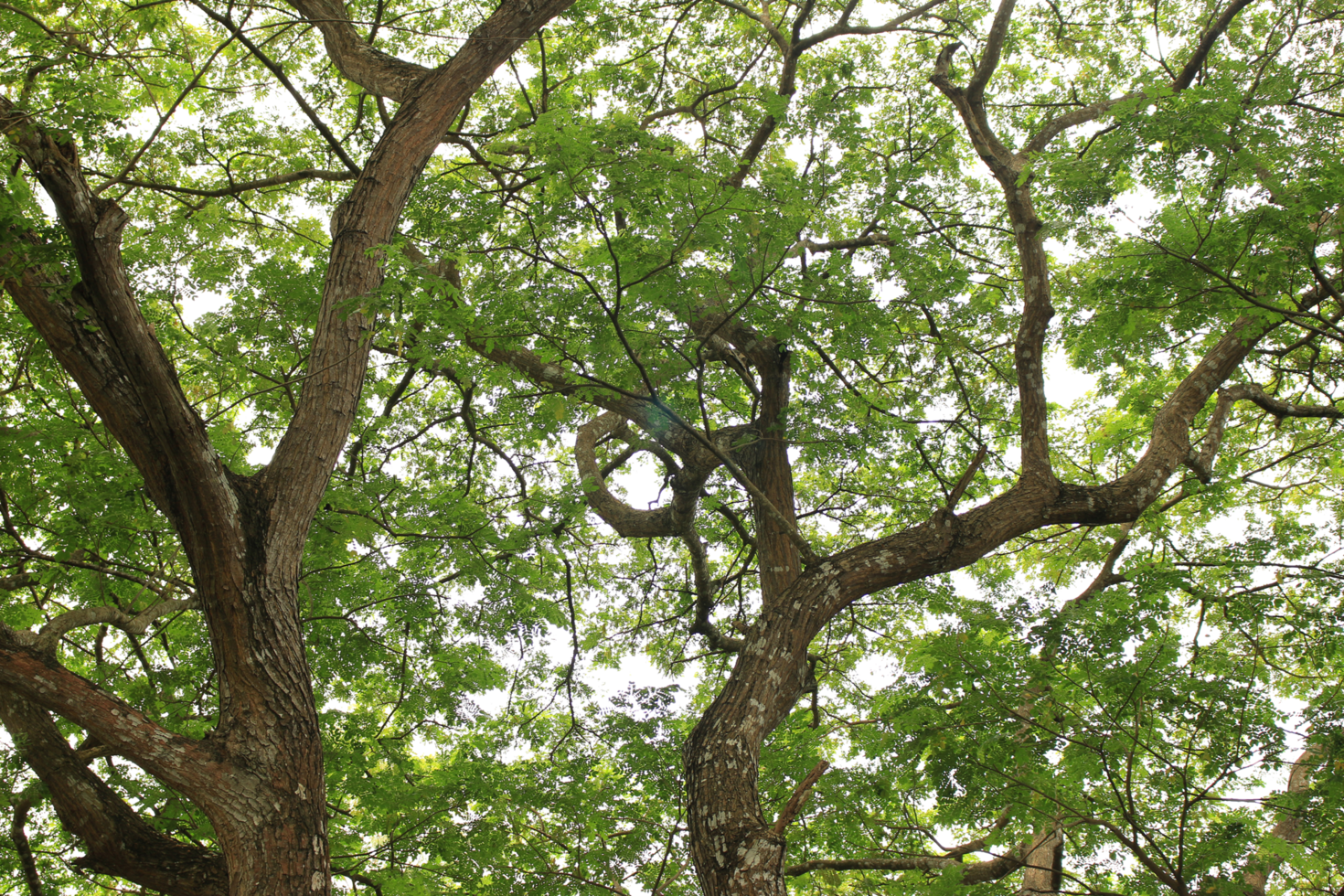 rama de árbol de hojas verdes árbol grande en archivo png de fondo transparente