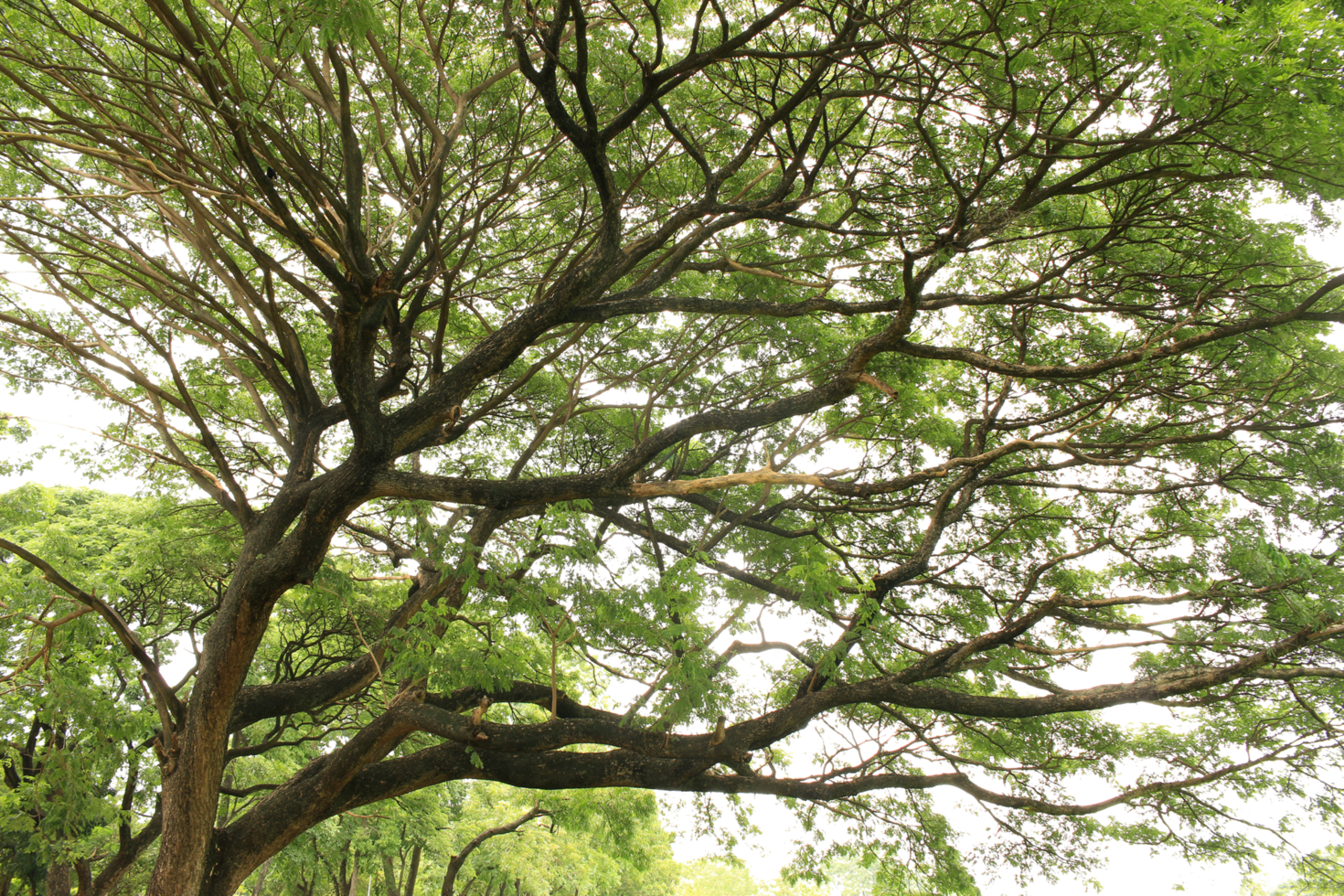 grand arbre et branches d'arbre sur fond transparent fichier png