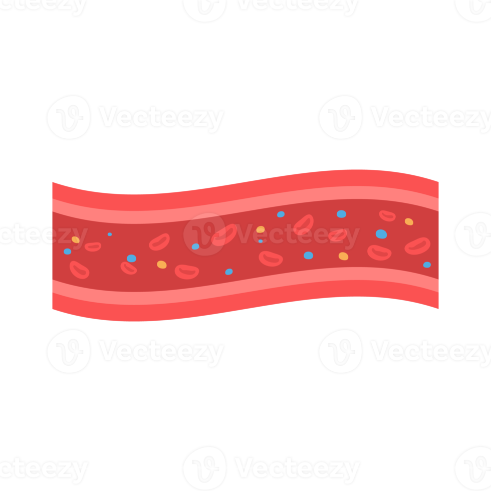 coronario arterie con accumulato Grasso nel il corpo png