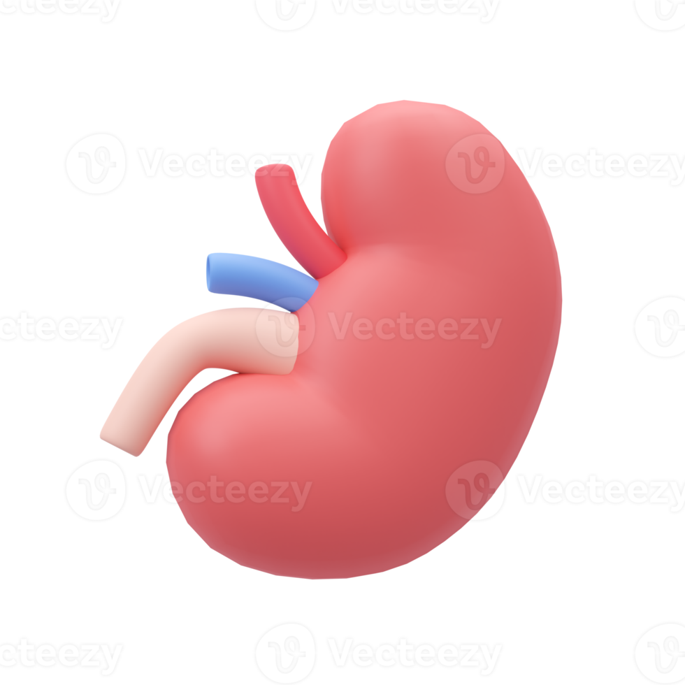 specialist doctor Take care of the organs in the body. 3D medical illustration. png