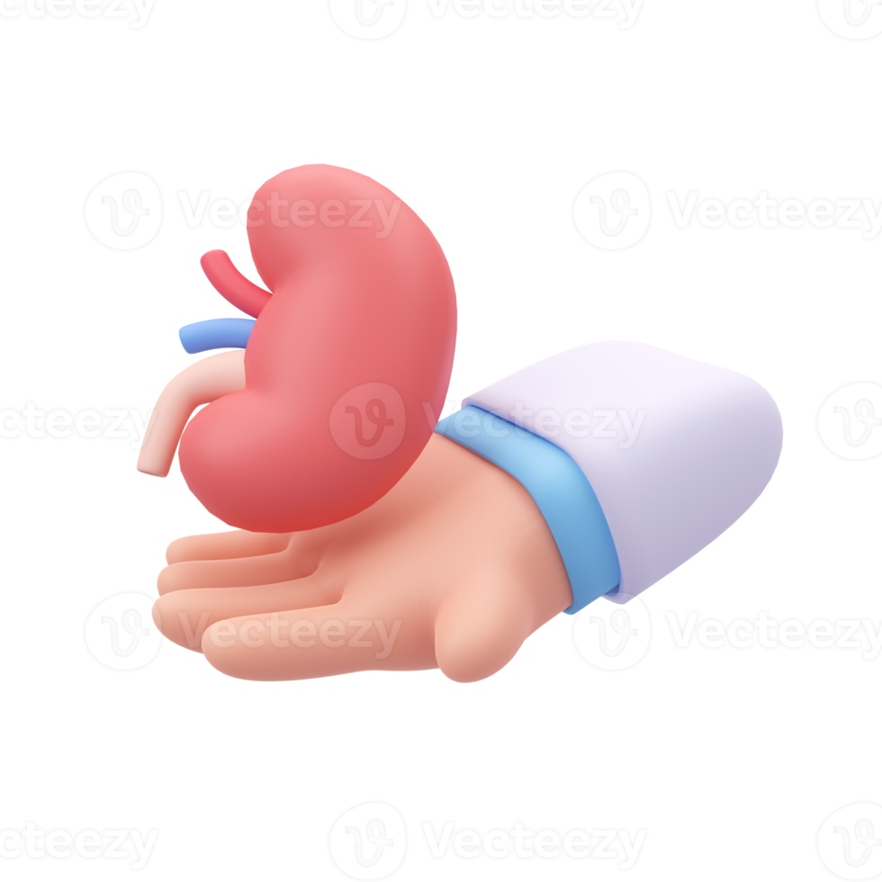 specialist doctor Take care of the organs in the body. 3D medical illustration. png