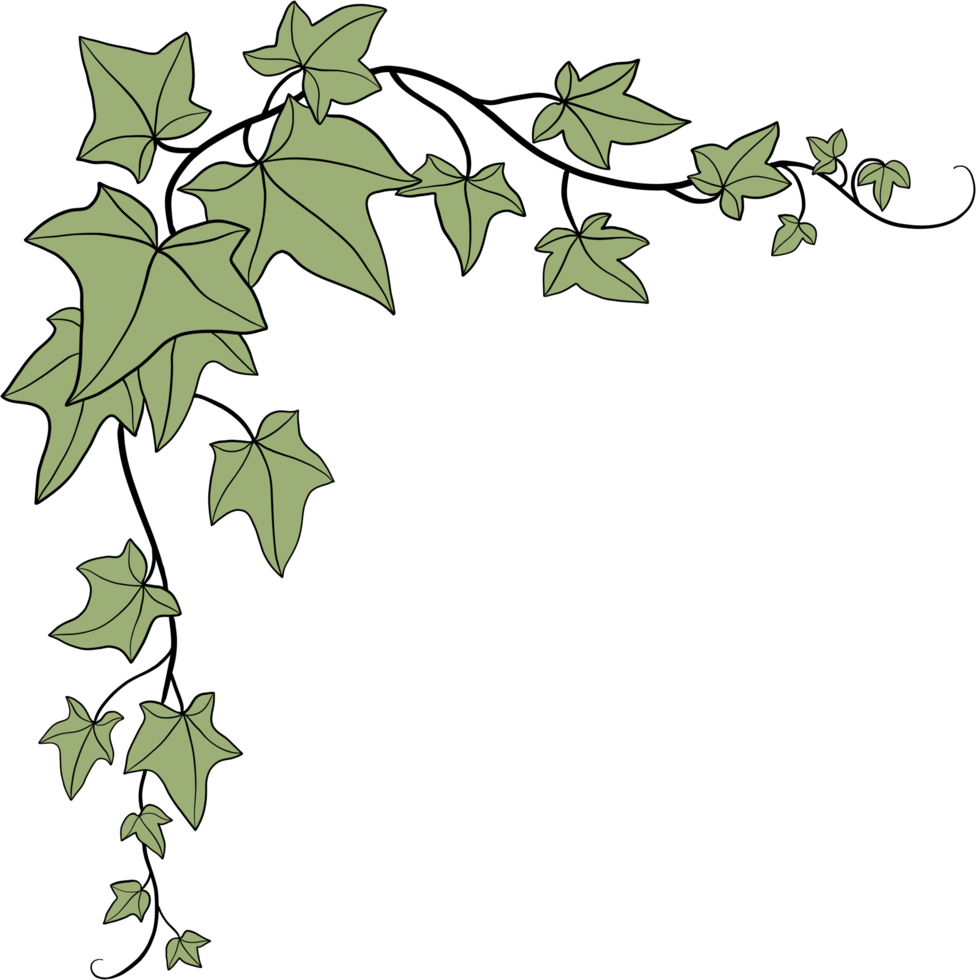 Simplicity ivy freehand drawing png