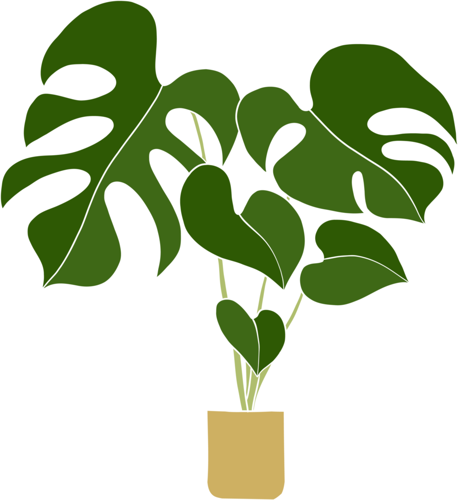 monstera plant freehand drawing flat design. png